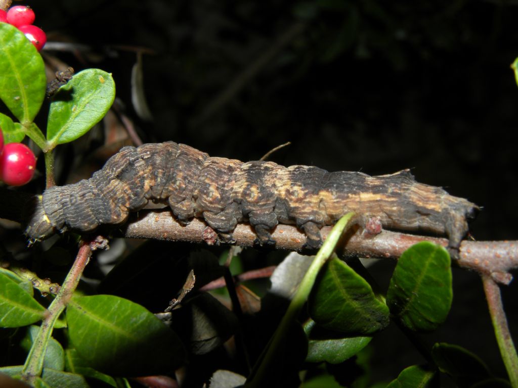 larva da identificare
